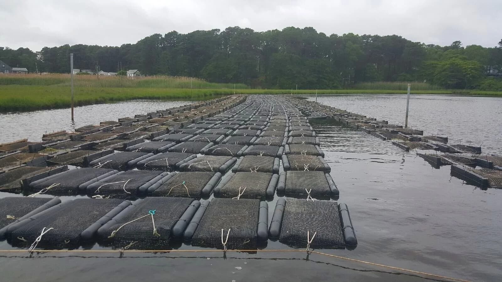 The floating nursery at Megansett Harbor