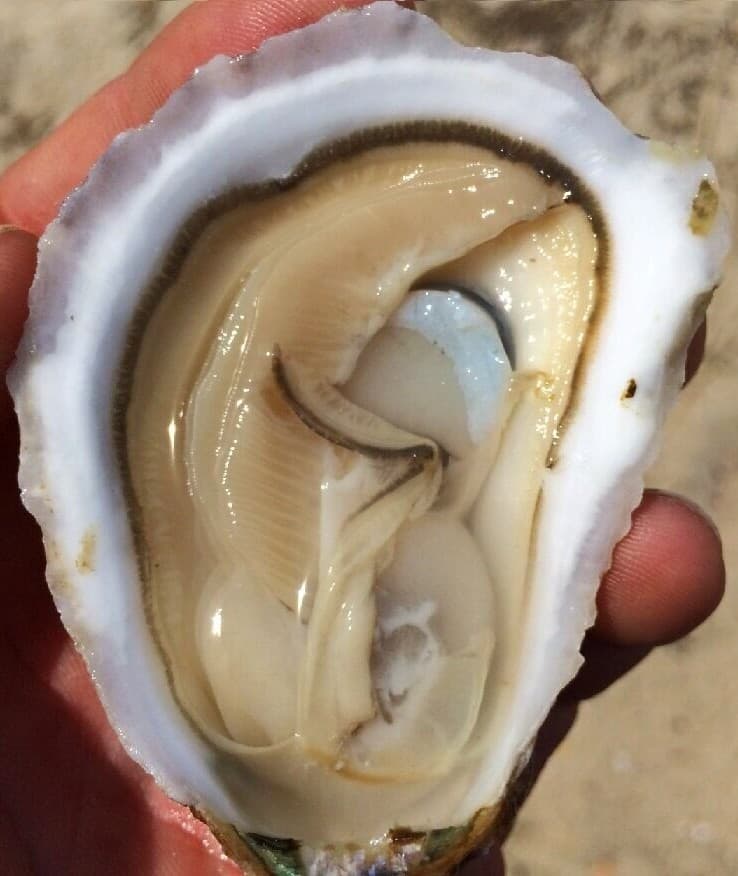 A freshly opened Fiddler's Cove oyster