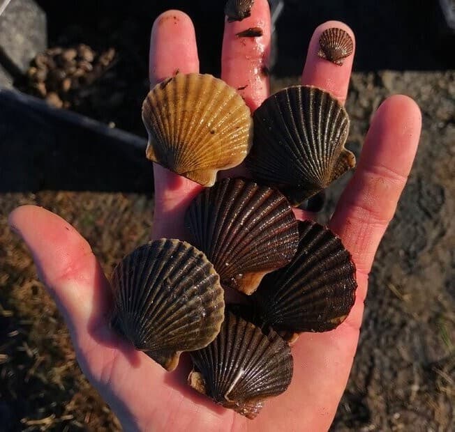 Adult bay scallops held in hand