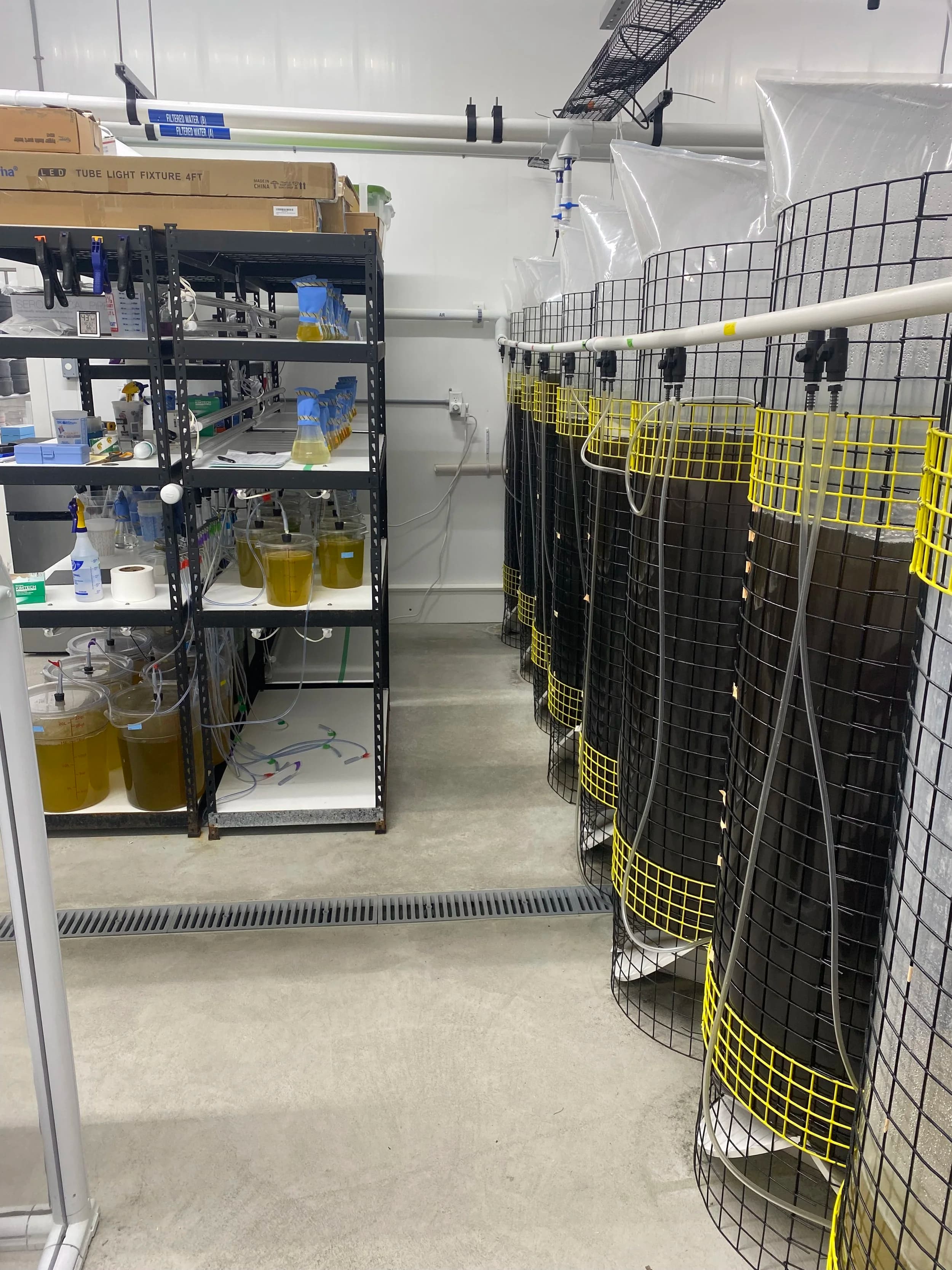Inside the Scallop Bay Shellfish Co hatchery