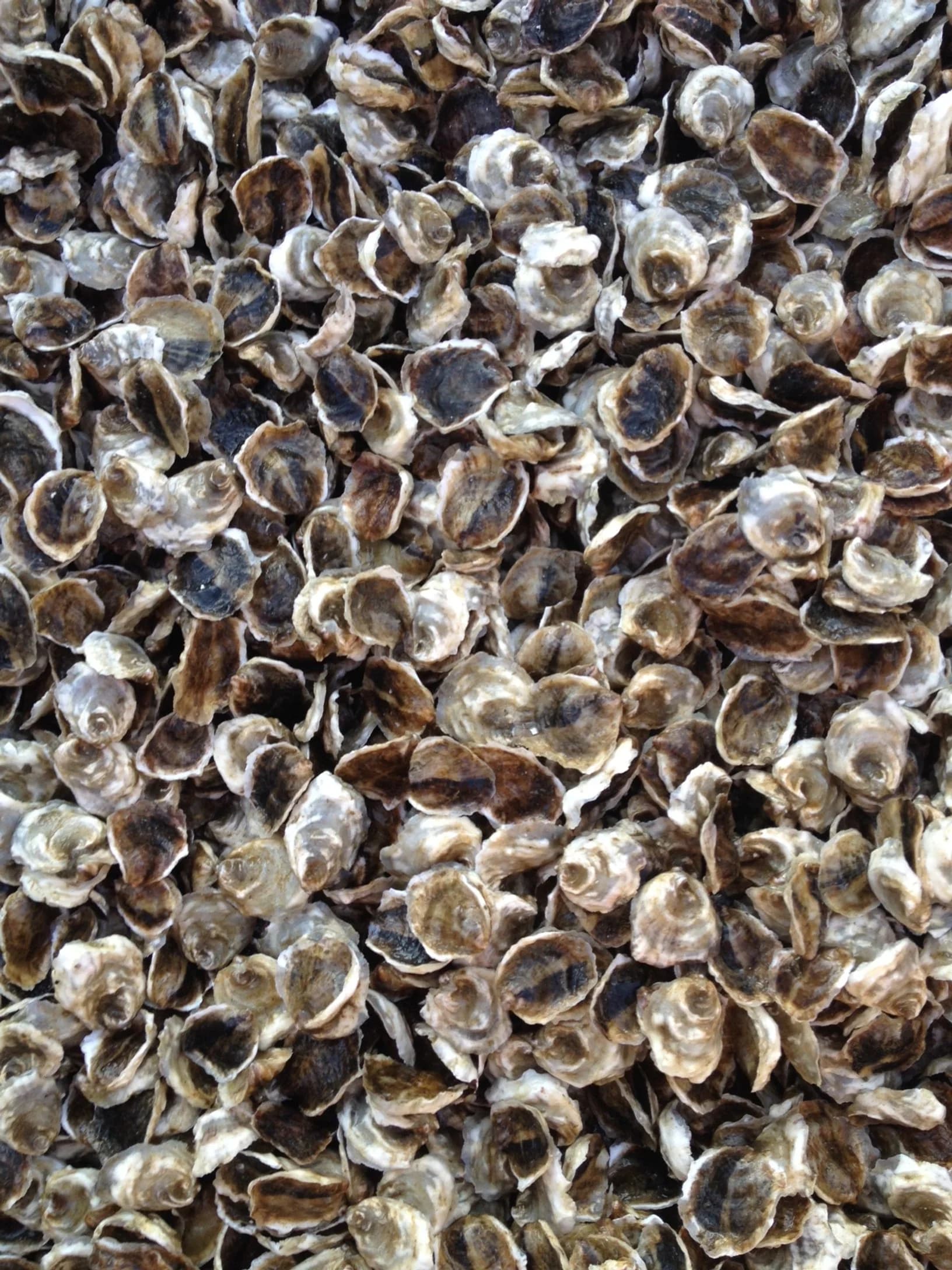 Farmed eastern oysters grown to three-quarter inch size