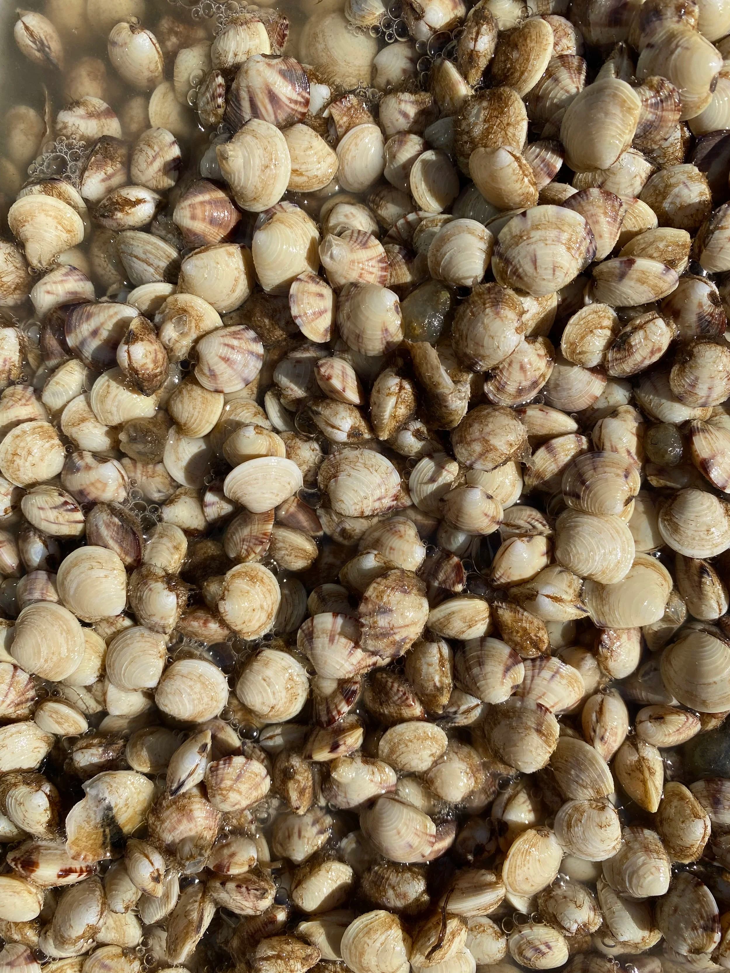 Seed shellfish produced at the hatchery