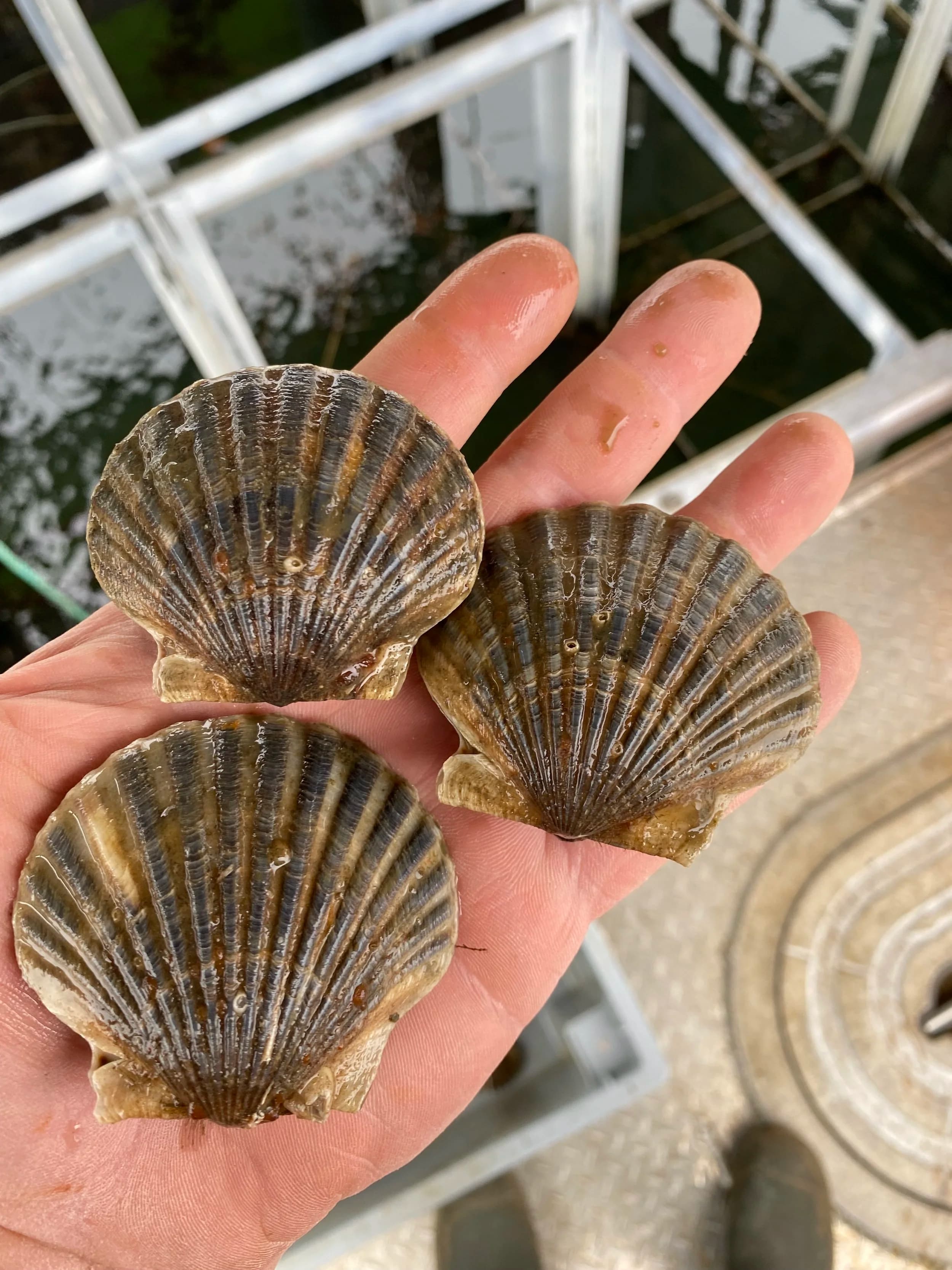 Bay scallops harvested for sale