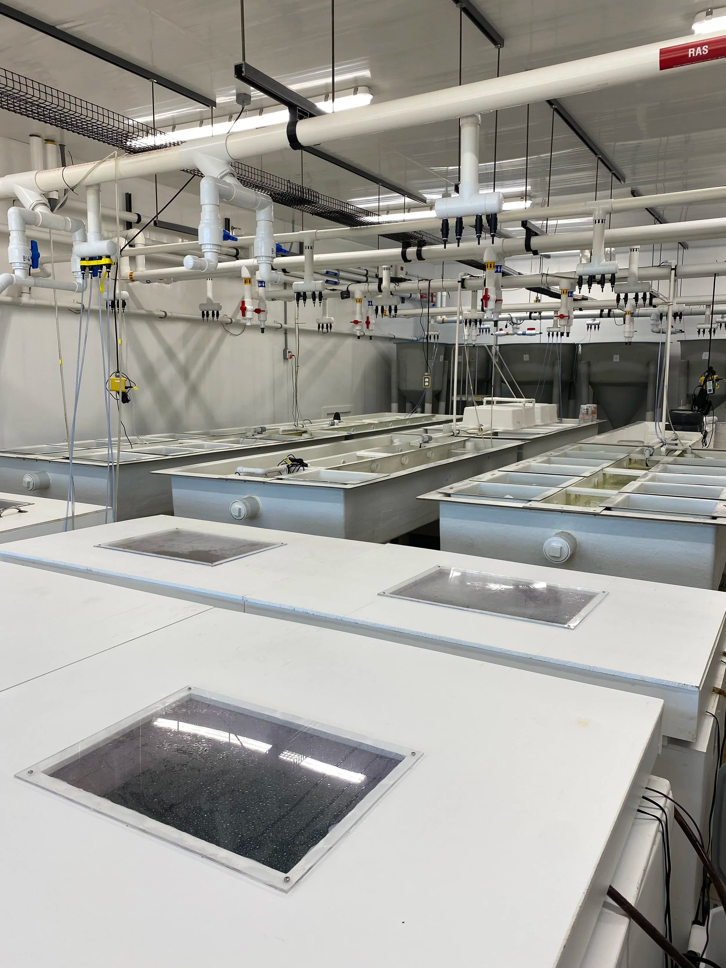 Larval rearing tanks at the shellfish hatchery