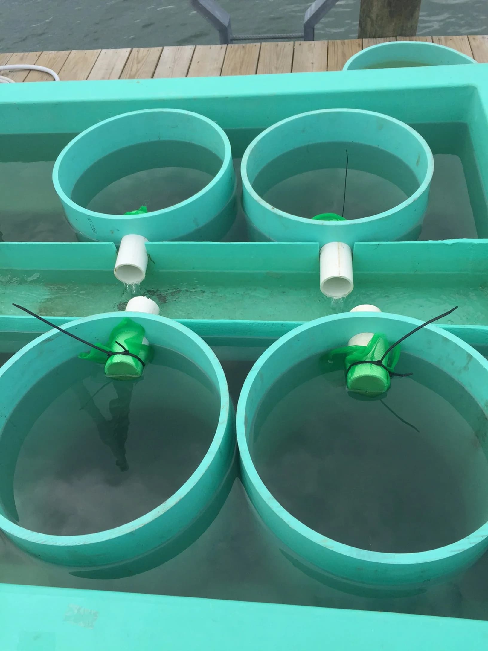 Live microalgae cultures grown as shellfish feed