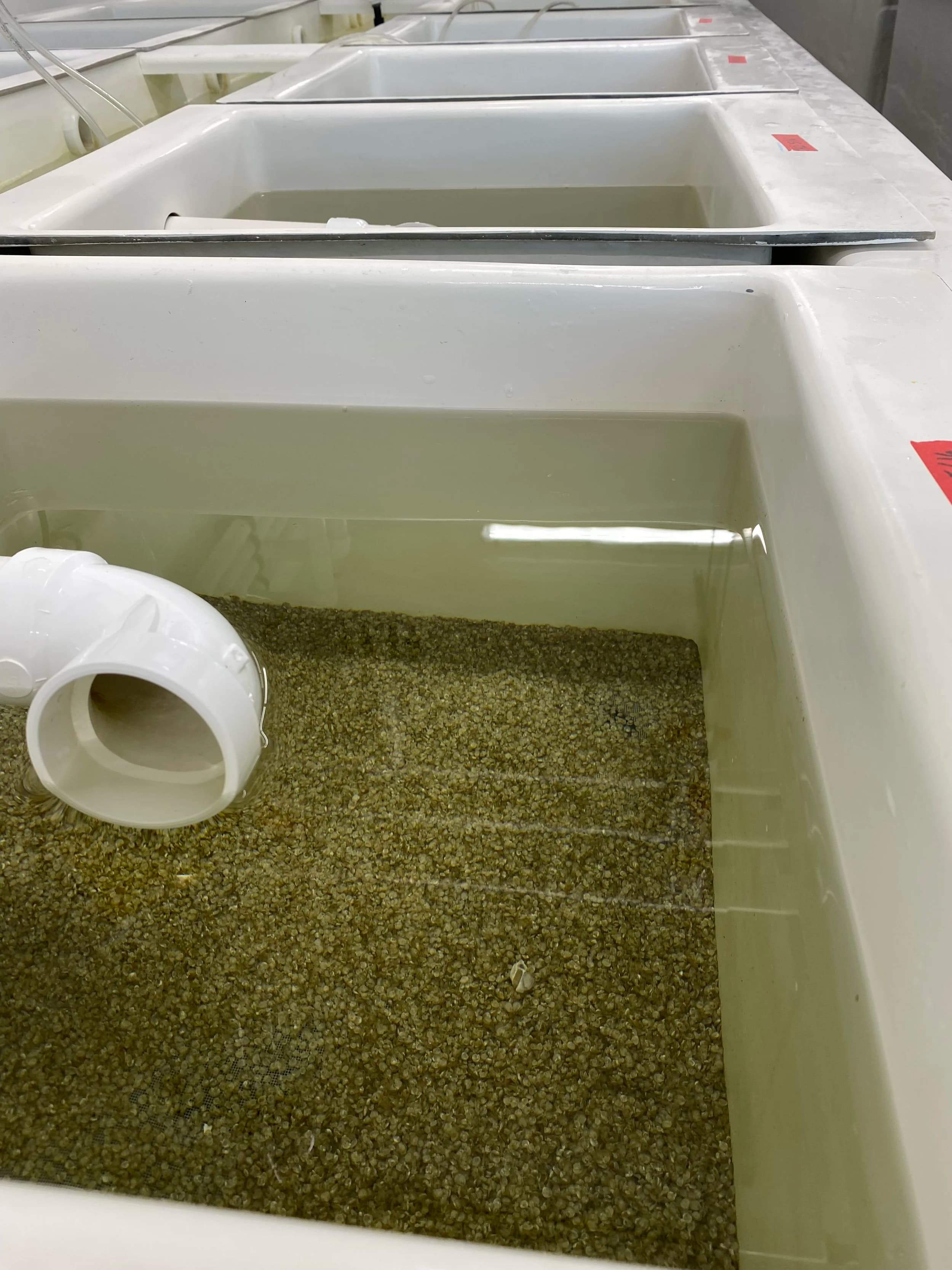 Juvenile shellfish seed at the hatchery
