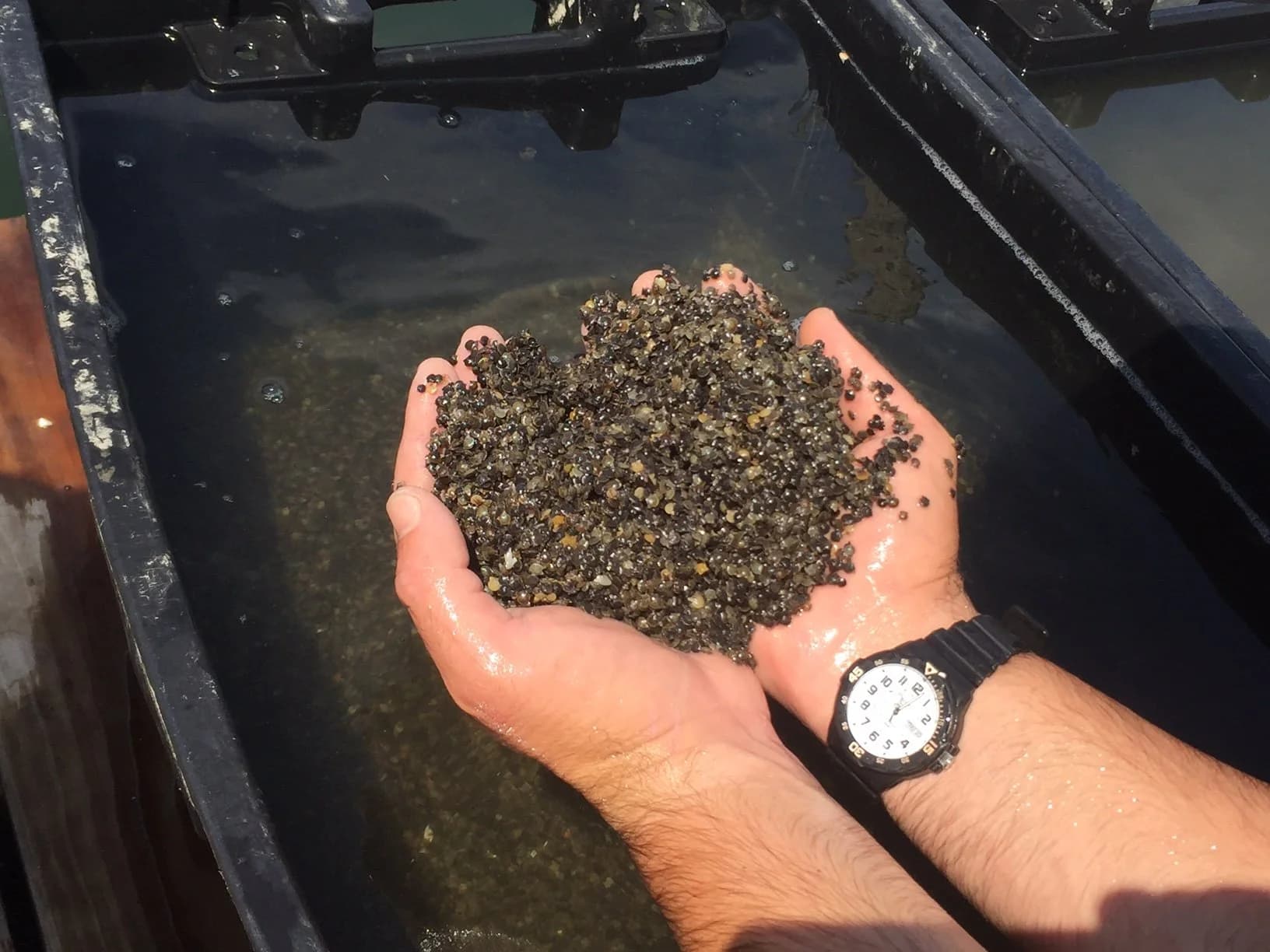 Hatchery production systems at Scallop Bay Shellfish Co
