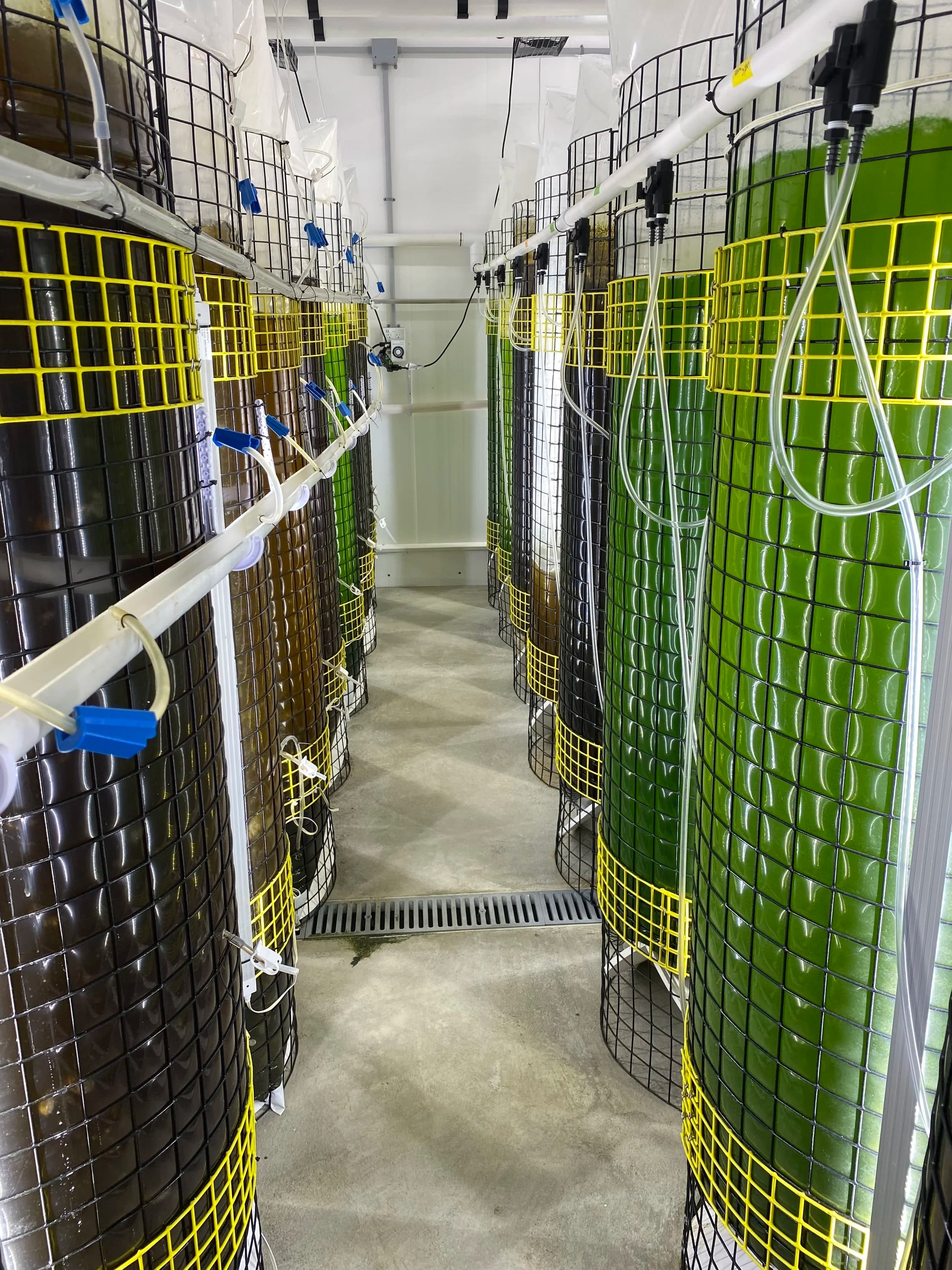 Shellfish seed being reared in the hatchery